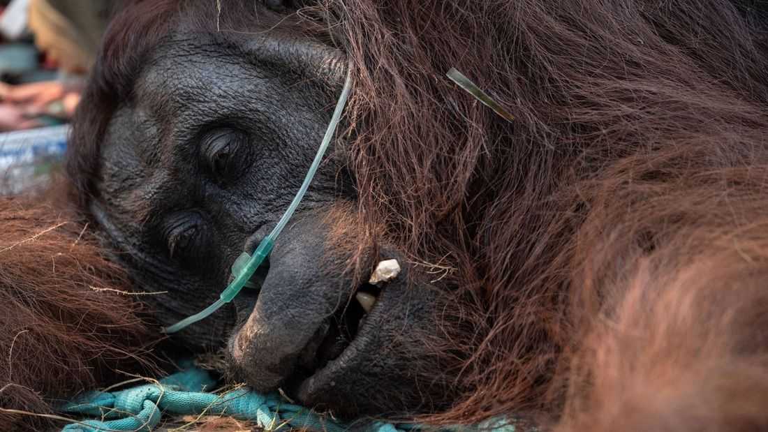 Orangutan rescued from fire zone in Indonesia's Borneo, battles respiratory illness