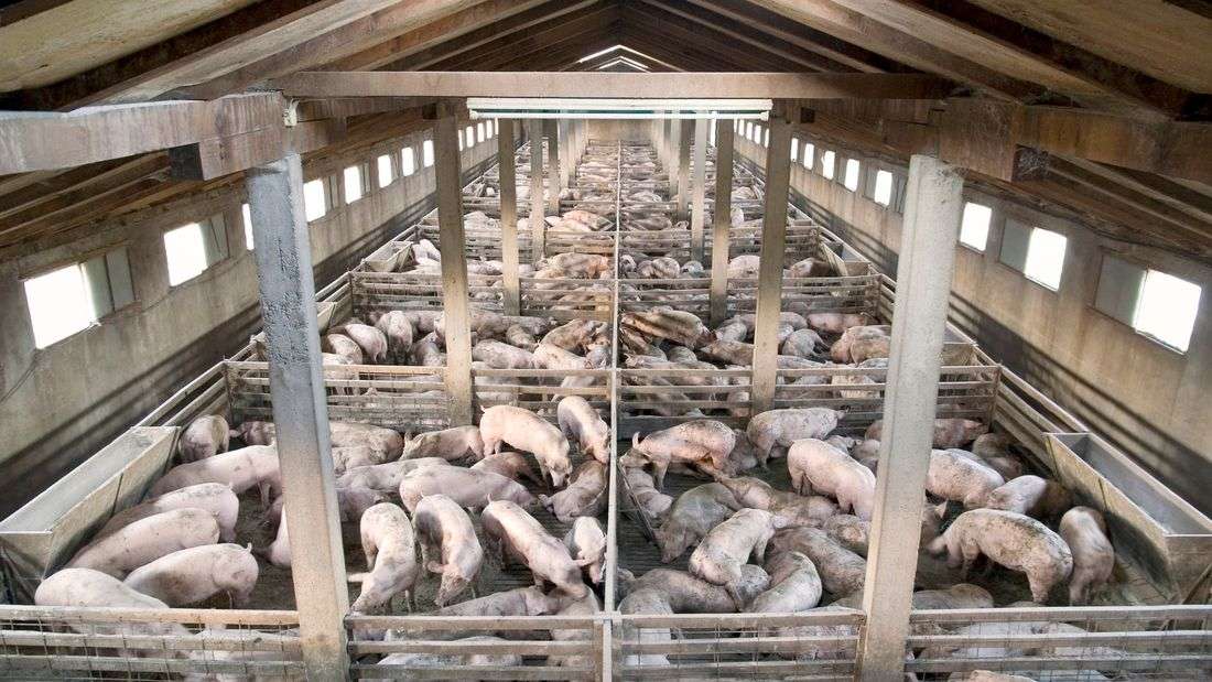 Over 400 pigs depopulated in Benguet due to African swine fever