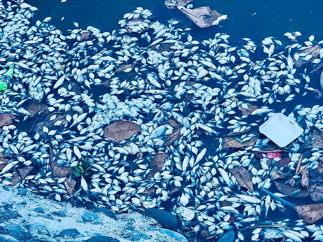 BFAR probes fish kill in Cancabato Bay, Tacloban City