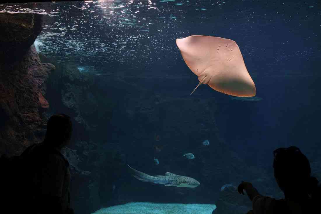 The punk and the bruiser: Invasive species thrive as global warming transforms the Mediterranean