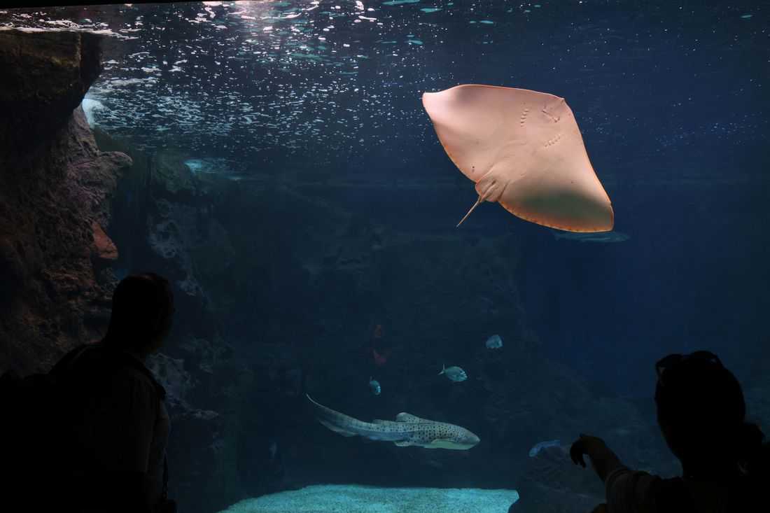 The punk and the bruiser: Invasive species thrive as global warming transforms the Mediterranean