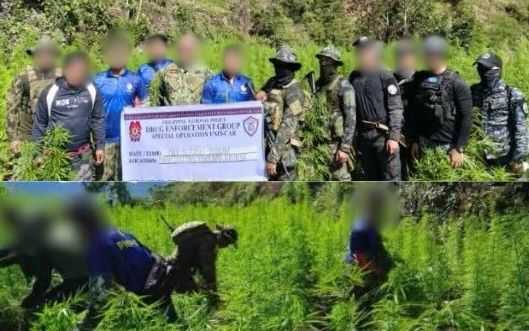 ₱11.4-M worth of marijuana plants destroyed in Kalinga
