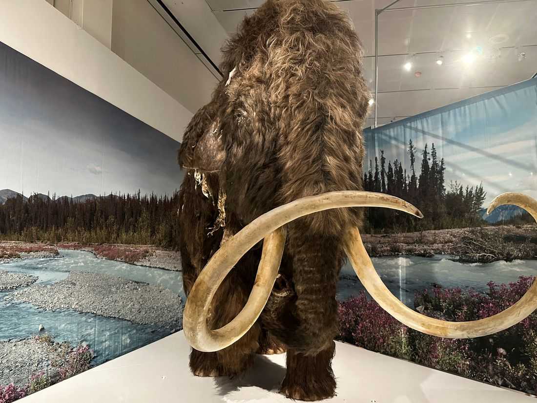 Study shows prehistoric people targeted female mammoths