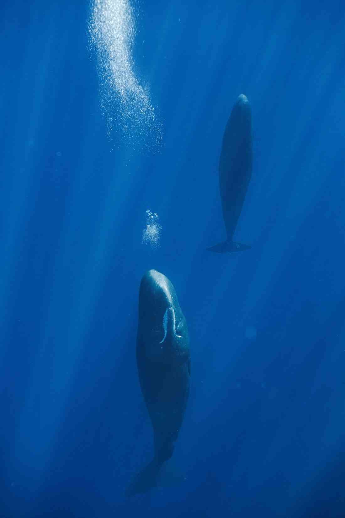 Blowing bubbles helps resting sperm whales avoid floating to the surface