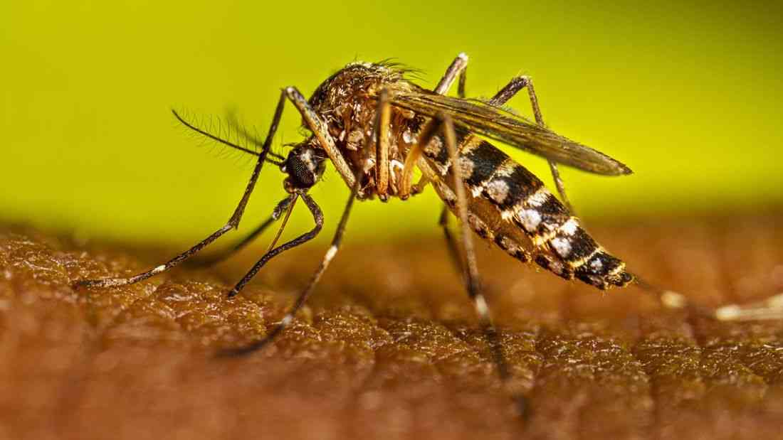 QC records 3.8K dengue cases from January to August, less cases than in 2025