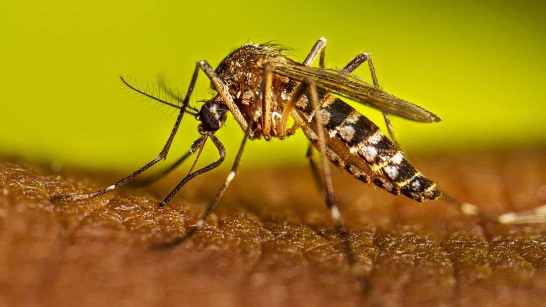QC records 3.8K dengue cases from January to August, less cases than in 2025