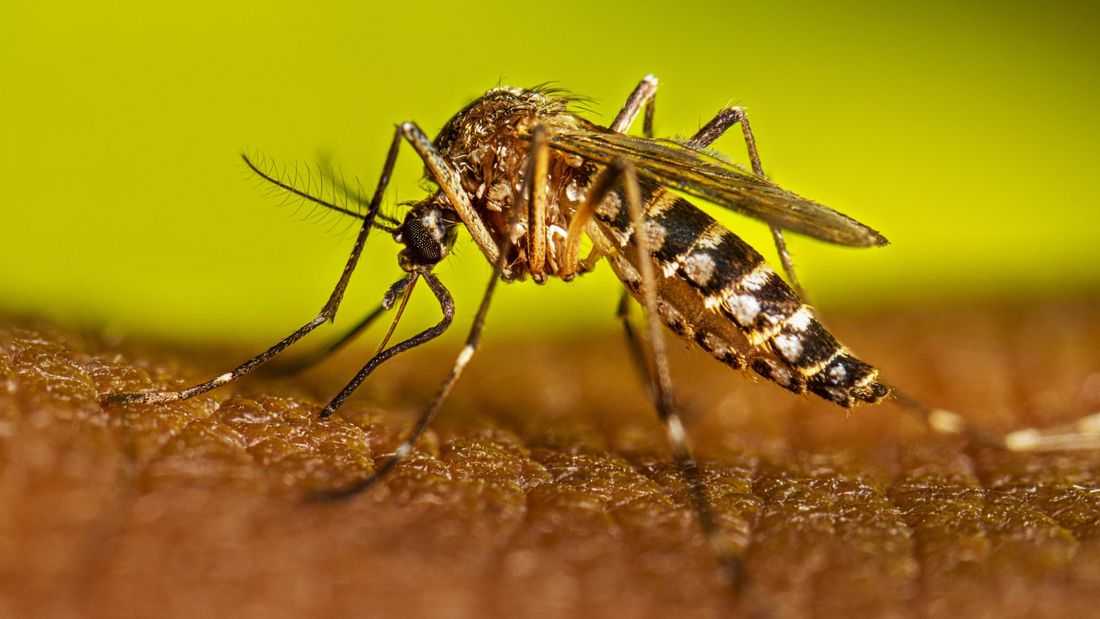 QC records 3.8K dengue cases from January to August, less cases than in 2025