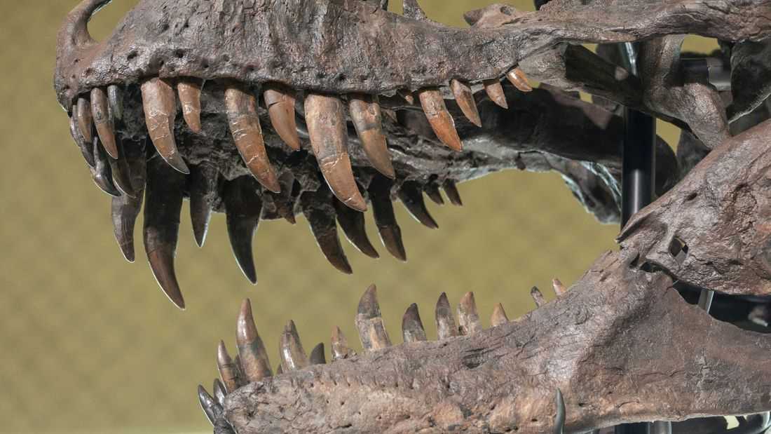 Tooth study shows T. rex was warmblooded, with human-like temperature