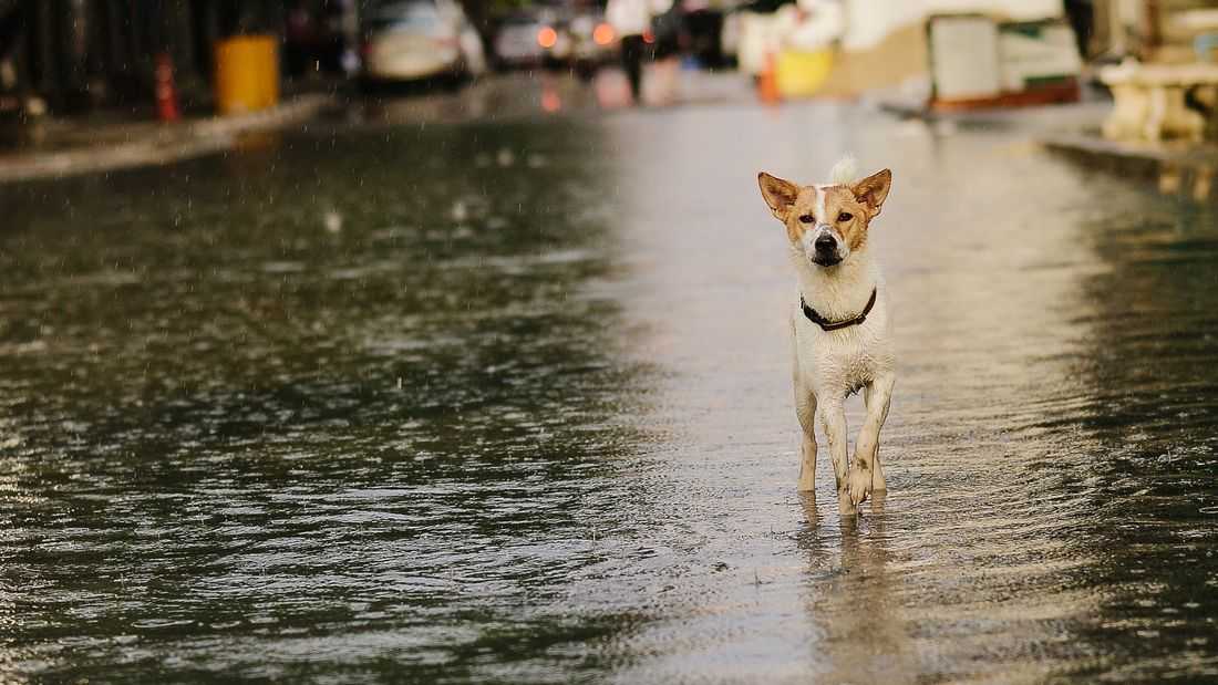 Dogs also vulnerable to leptospirosis, Manila vet warns