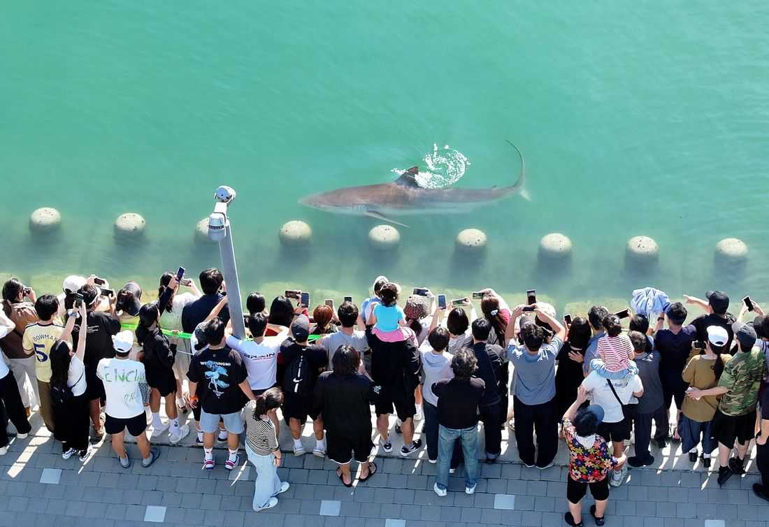 Shark stranded in South Korean canal draws 600,000 visitors as rescue bid fails