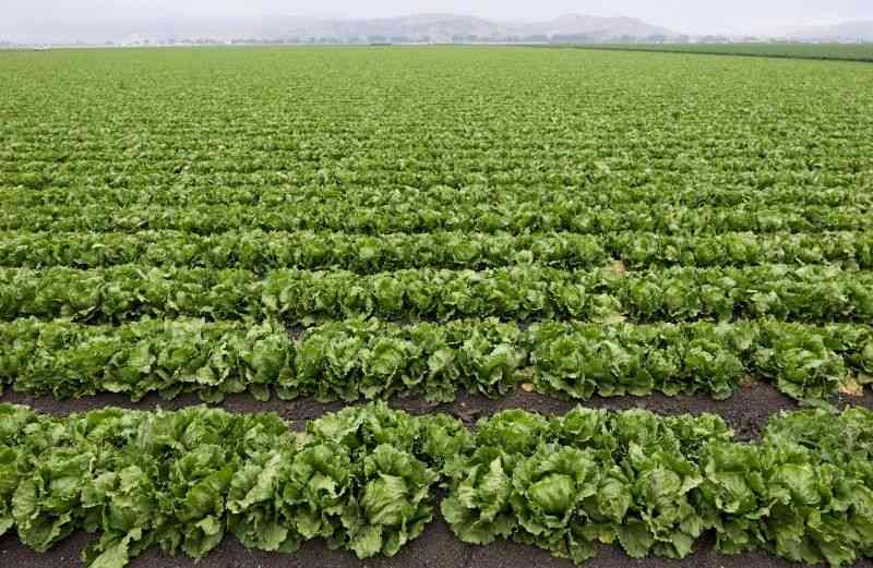 US declares end of largest recorded cyclosporiasis outbreak