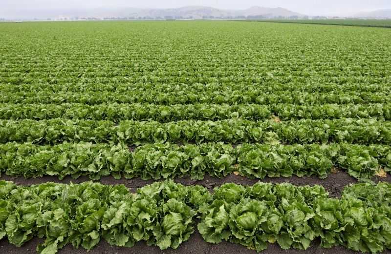 US declares end of largest recorded cyclosporiasis outbreak