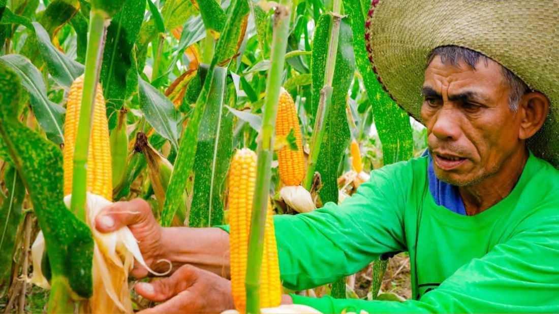 Lack of information dissemination, local politics the reason many eligible farmers, fisherfolk do not receive benefits — ex-DA chief