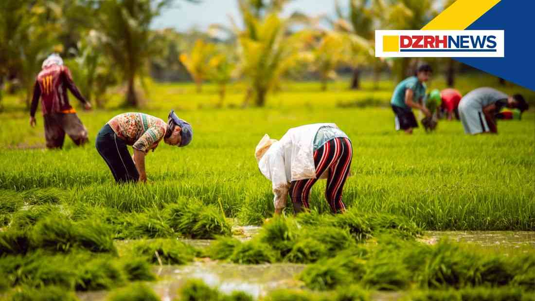 ₱187 Million in crop insurance claims ready for farmers hit by storms and habagat