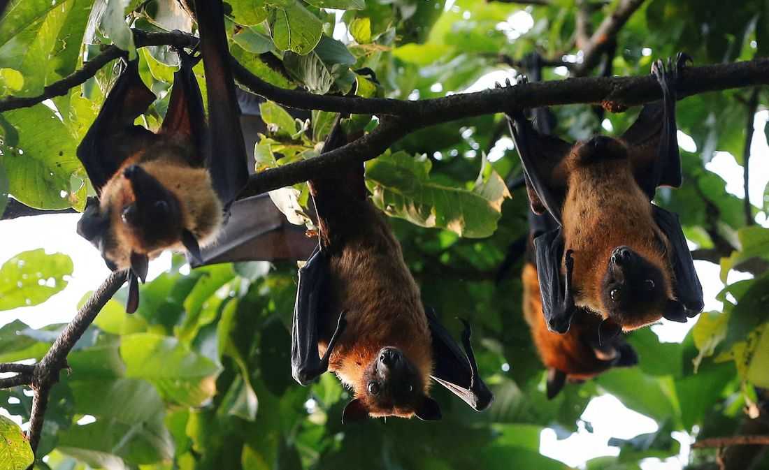 Study reveals evolutionary history of bats, dating back 65 million years