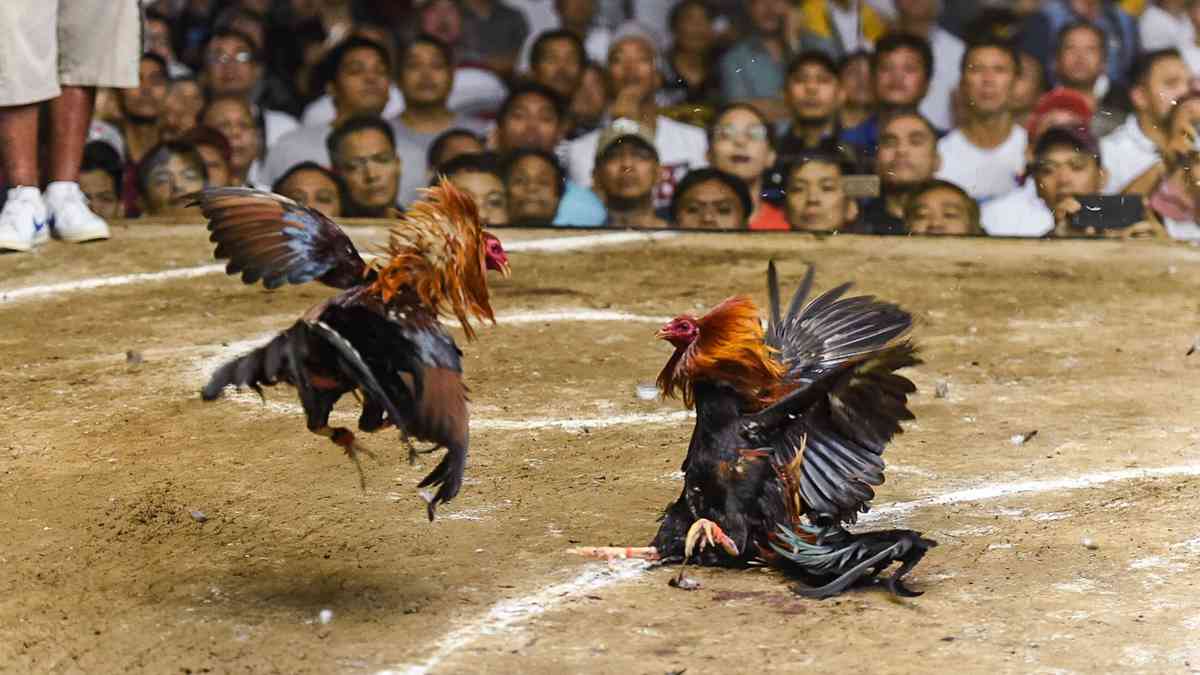 283 arrested on PNP's drive vs e-sabong guerilla ops