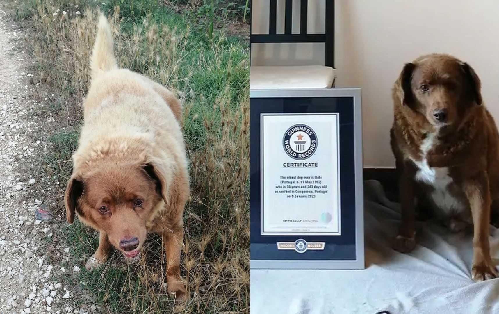 30-year-old dog from Portugal hailed as world's oldest dog