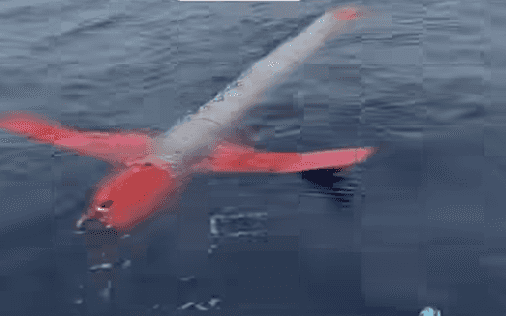 AFP probes sighting of alleged underwater drone in Bohol