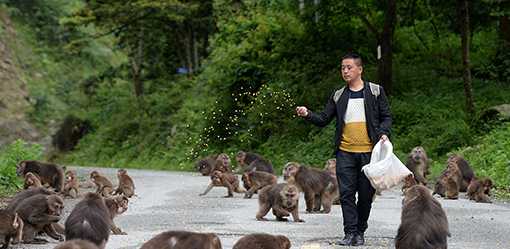 Animals more likely to become extinct in China than elsewhere -survey