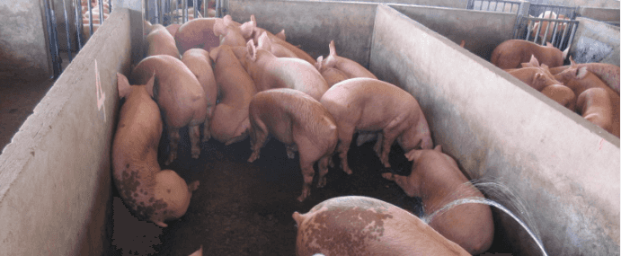 ASF spreads to 460 towns, 54 provinces — BAI