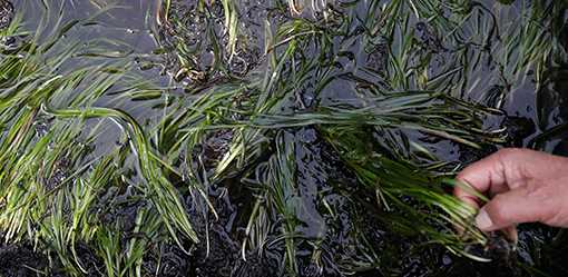 Battling climate change, Japan looks to seagrass for carbon capture