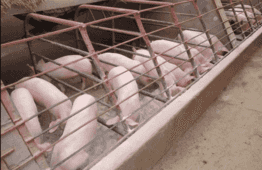 Cebu governor bans unsanctioned ASF testing, threatens to arrest violators