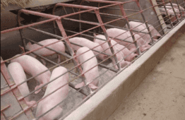 Cebu governor bans unsanctioned ASF testing, threatens to arrest violators