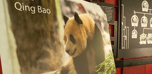 China to send two young giant pandas to Washington later this year
