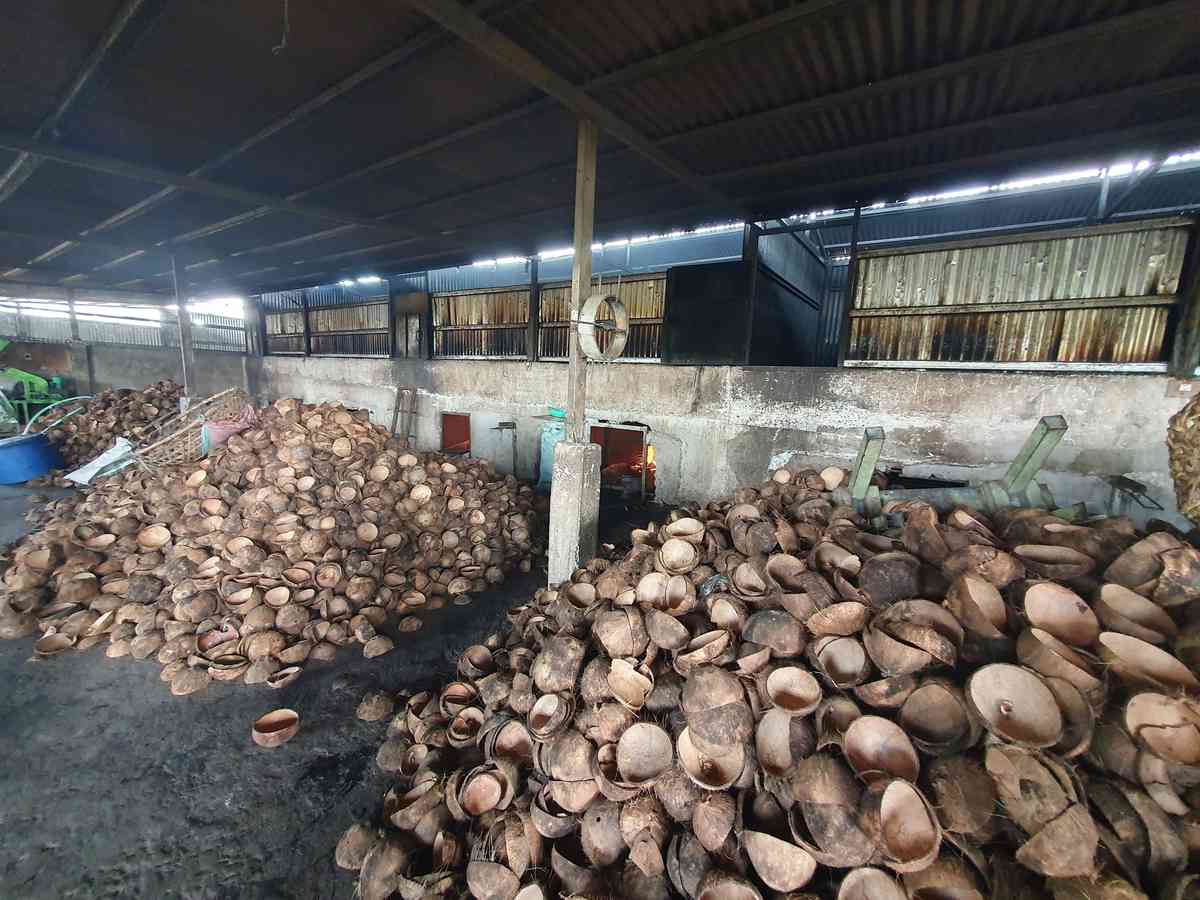 Coconut farmers suffer copra low price, calls for Gov’t attention