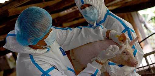 DA chief seeks to expedite rollout of ASF vaccine