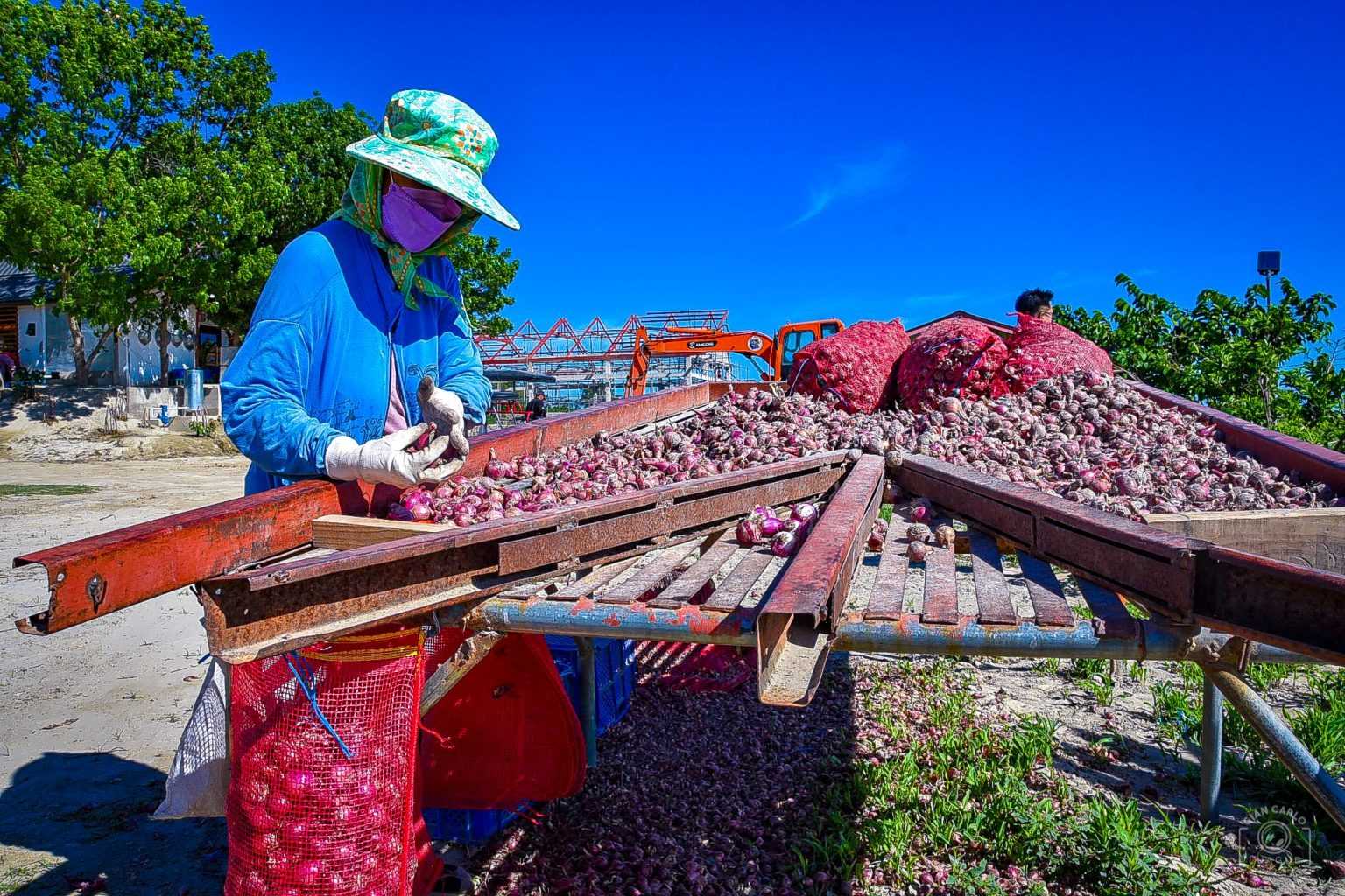 DA allocates over P300 million to onion industry