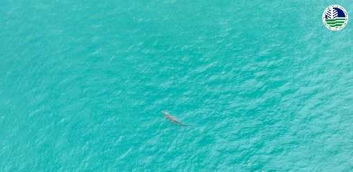 Saltwater crocodile sighted near Sarangani Bay; public told to be vigilant