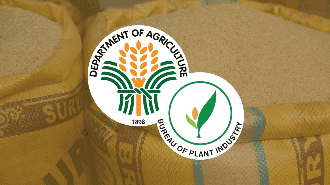 Drop in imported rice price needs 'lag time' to be felt — DA-BPI