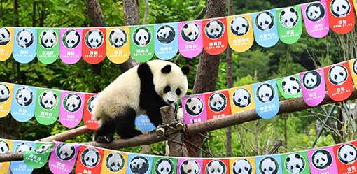 Explainer-What is China's panda diplomacy and how does it work?