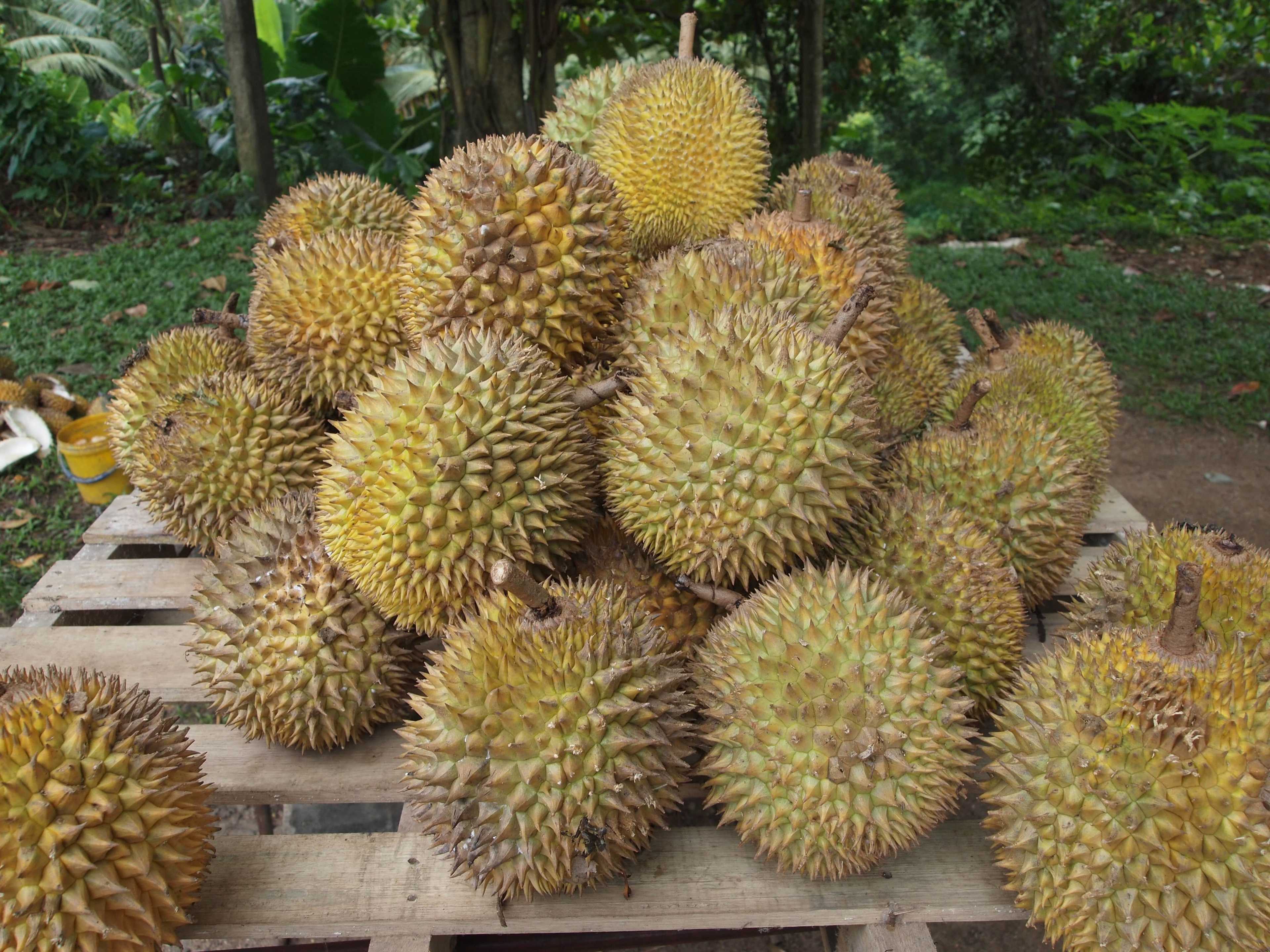 First batch of PH Durian shipped to Beijing as part of PH-China bilateral agreement