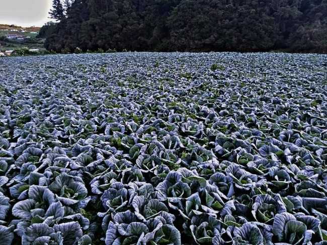 Frost-affected crops cause 'minimal' losses, says Baguio farmers