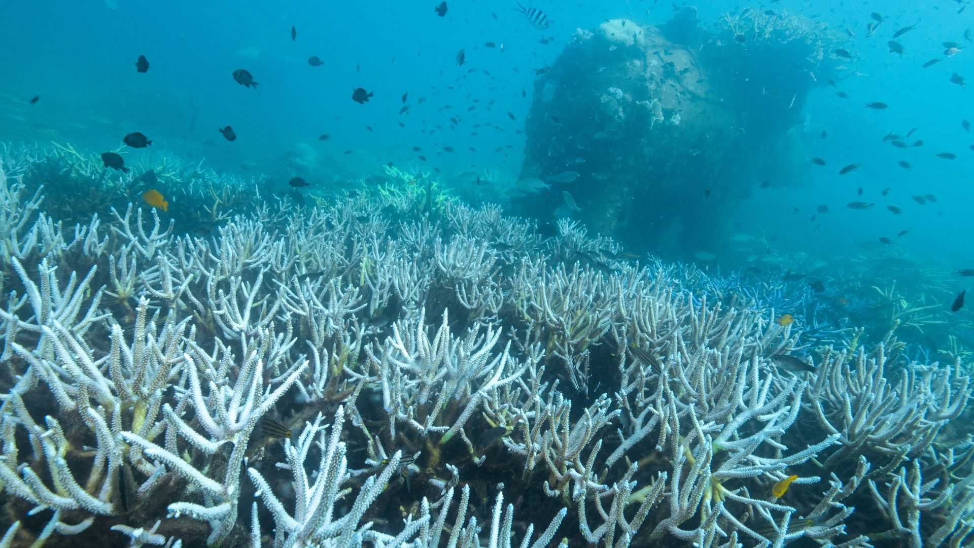 Global coral bleaching crisis spreads after hottest year, scientists say