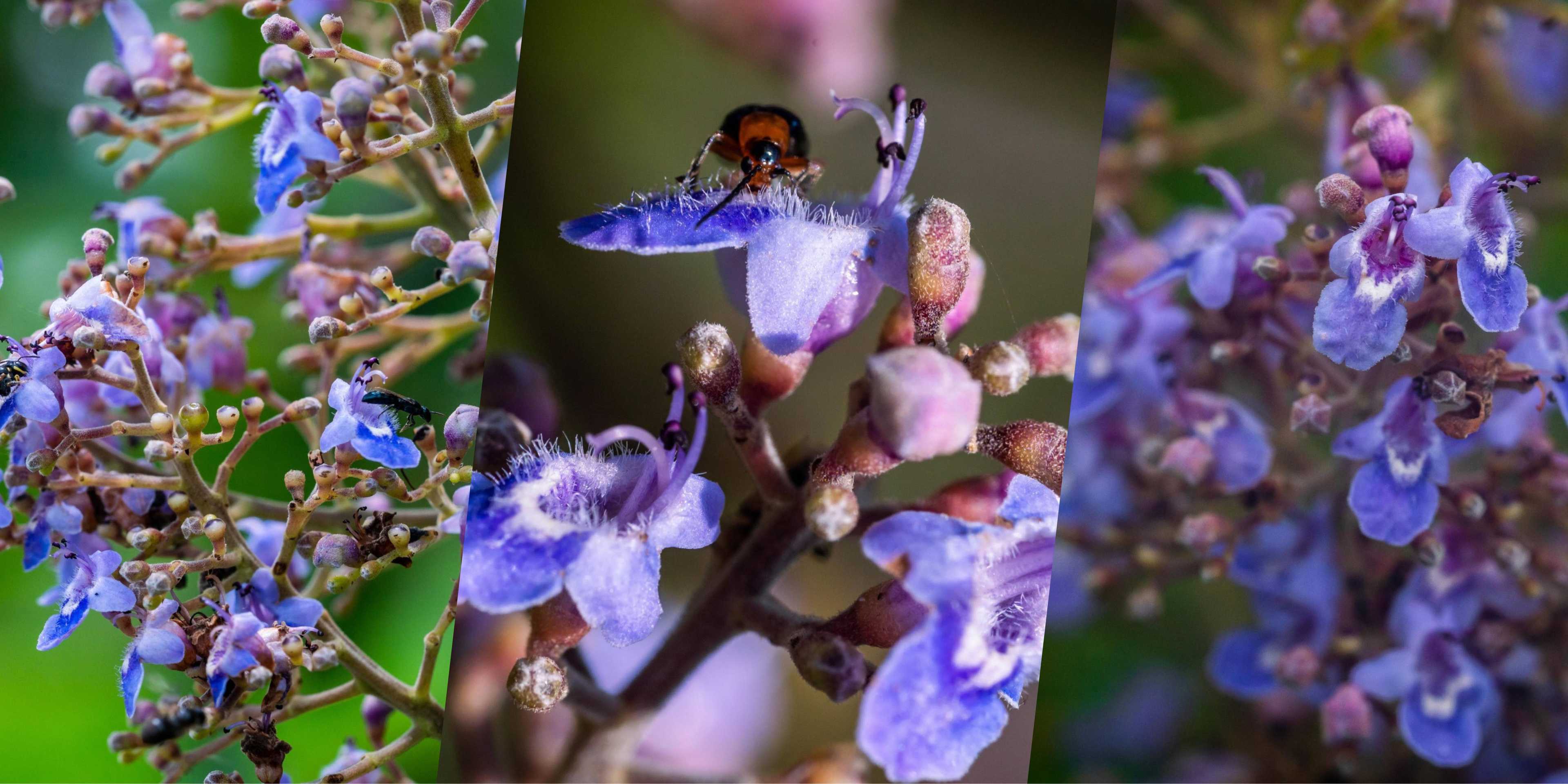 LOOK: Masungi shares captivating image of 'endangered' Molave Tree