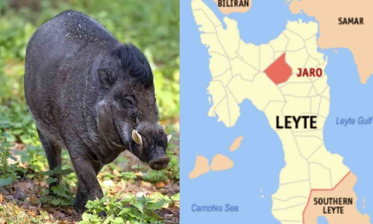 Man shot dead after being mistaken for wild boar in Jaro, Leyte