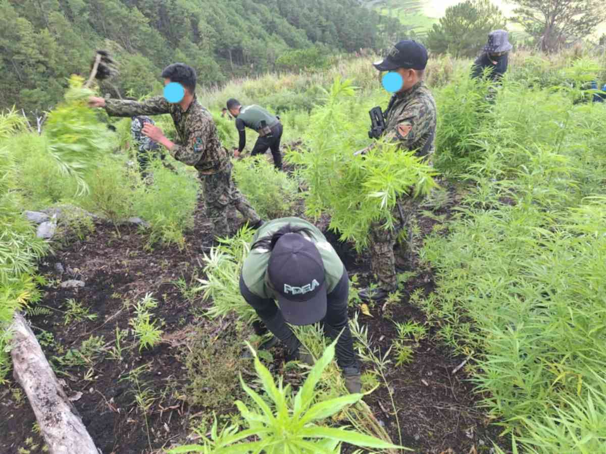 Marijuana plantation worth P6.9M destroyed in Kalinga