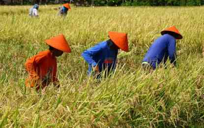 ‘Nakalimutan ang producer’: PFACI sees possible profit loss in farmers amid 60-days rice import ban