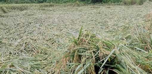 NDRRMC: ST Julian leaves behind Php 1.4 billion worth of damages