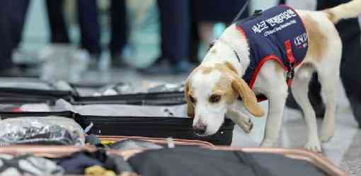 Olympics-South Korea deploys sniffer dog to screen for bedbugs after Paris Games