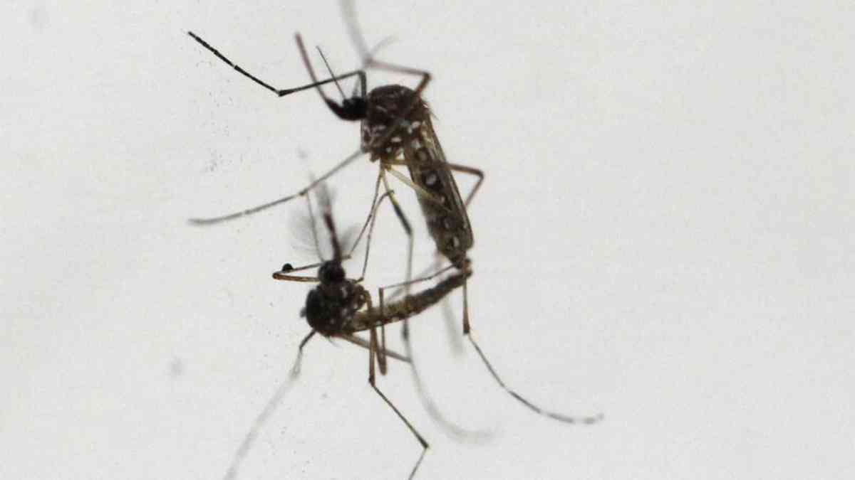 Ormoc City declares state of calamity due to dengue outbreak