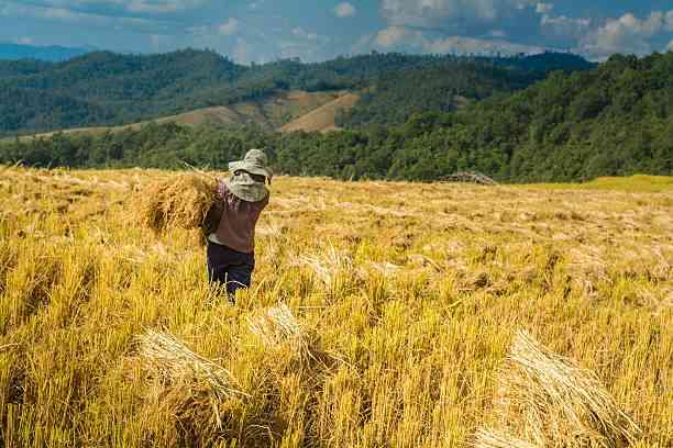 Typhoon Betty threatens over 234,000 rice crops, corns — DA