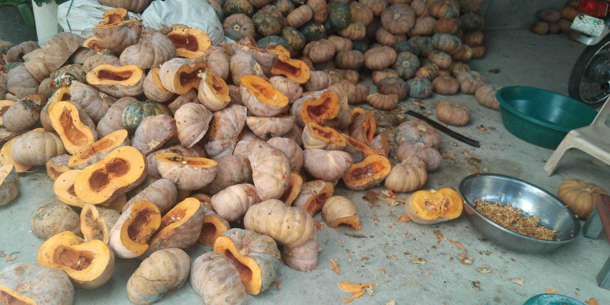 Over supply of squash in Nueva Ecija expected to rot due to slow sales