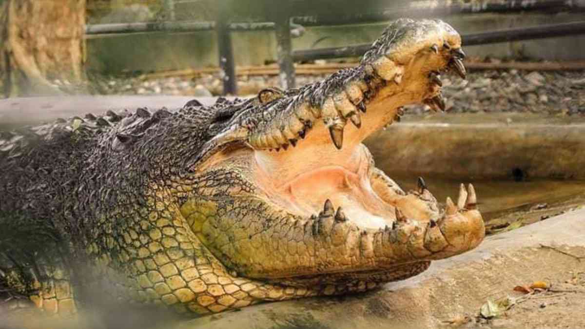 Pangil, one of the largest saltwater crocodiles in PH, dies of cancer
