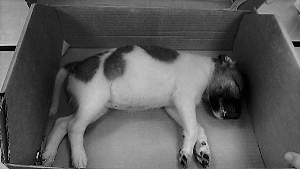 Animal rights group to file case vs. mall guard who tossed puppy off footbridge in QC