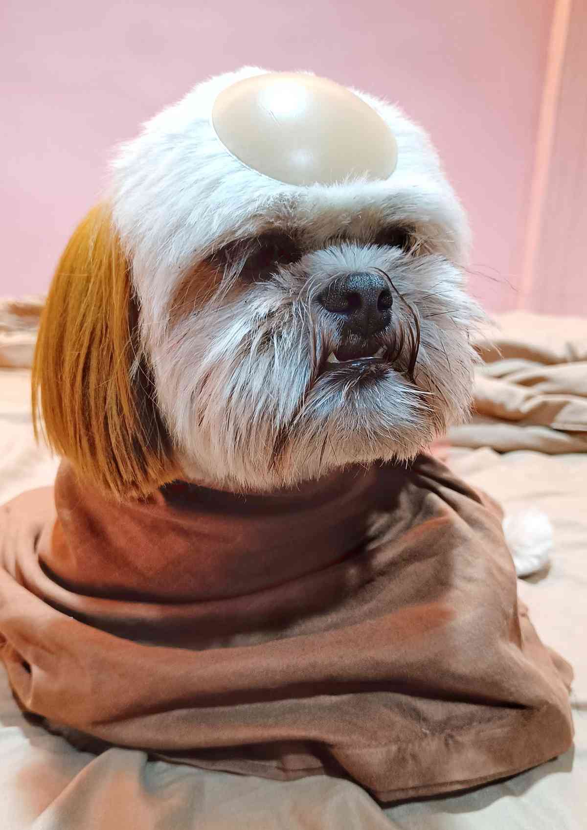 LOOK: ‘PAWDRE SALVI’ Dog charms netizens by impersonating Padre Salvi