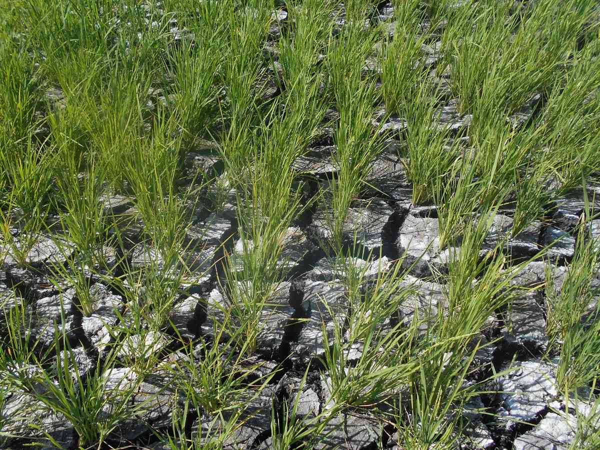 PBBM orders creation of El Niño team